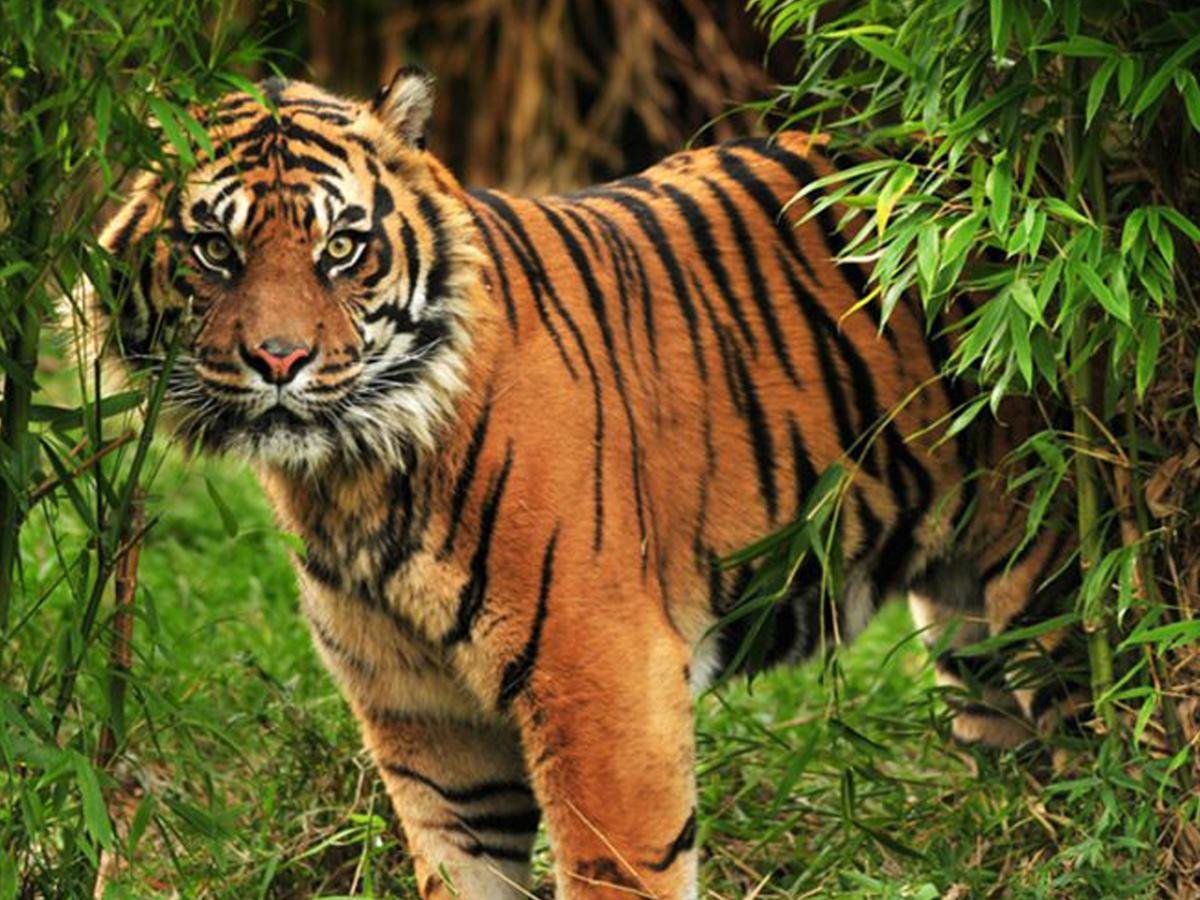 Corbett Treat Resort รามนาการ์ ภายนอก รูปภาพ